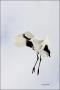 Japanese-Crane;Red-crowned-Crane;Crane;Flight;Grus-japonensis;Japan;Dancing-bird